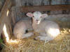 Wiltshire Horn Lambs